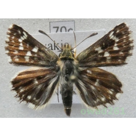 Spialia sertorius (Hoffmannsegg, 1804) Slovakia70c